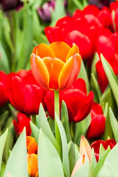 Kleurrijke tulpen — Stockfoto