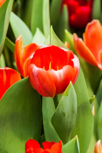 Kleurrijke tulpen — Stockfoto