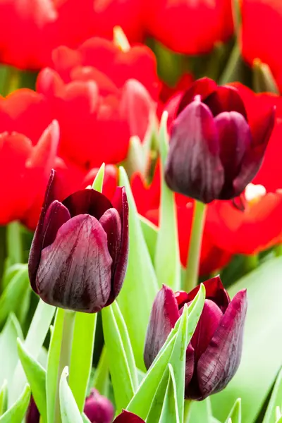 Kleurrijke tulpen — Stockfoto