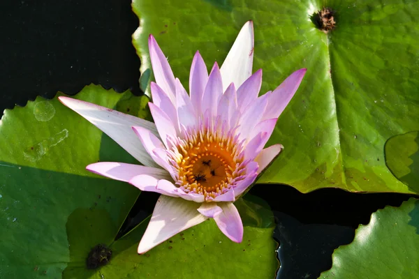 Lotus sur la rivière — Photo