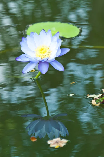 Lotus on the River — Stock Photo, Image