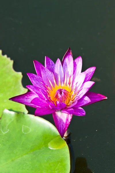 Lotus auf dem Fluss — Stockfoto