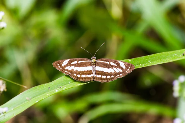 Mariposa monarca — Foto de Stock