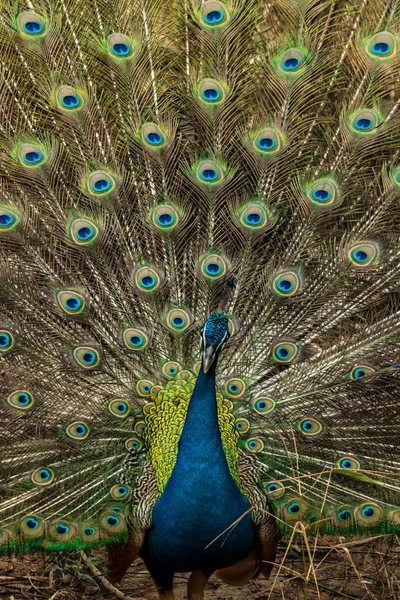 Groene mooie peacock — Stockfoto