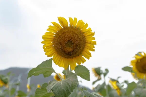 Agricultura stock image - Campo de girasol — Foto de Stock