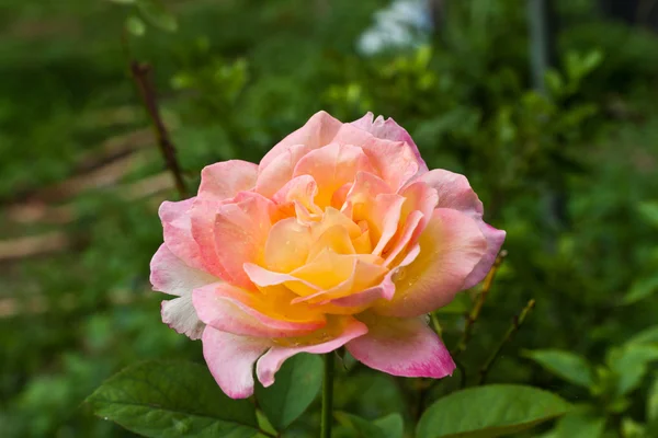 Blossom pink roses — Stock Photo, Image