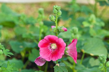 güzel renkli çiçekler