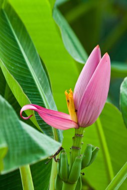 güzel renkli çiçekler