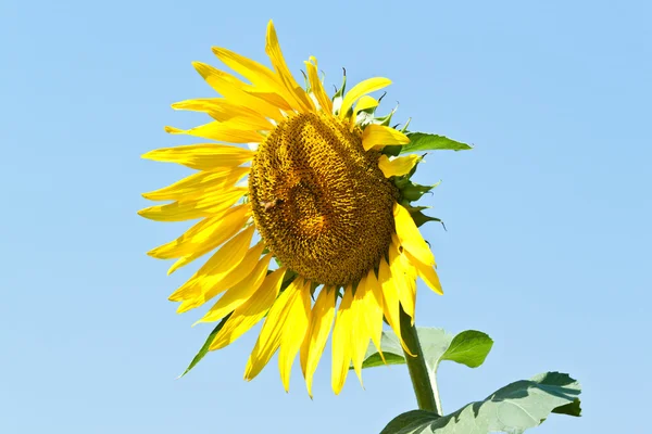 Słonecznik z bliska — Zdjęcie stockowe