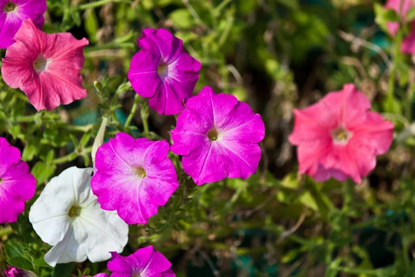 Flores de colores que son hermosas — Foto de Stock