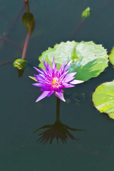 Lotus στον ποταμό — Φωτογραφία Αρχείου