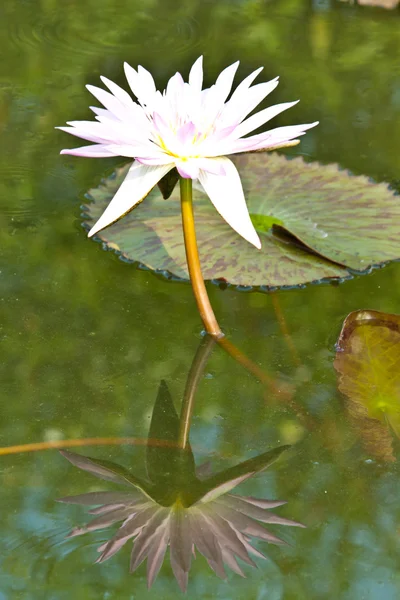 Lotus på floden — Stockfoto