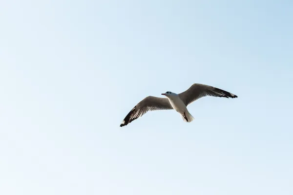 갈매기 — 스톡 사진