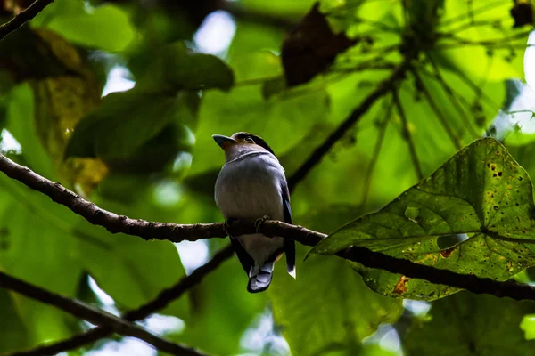 Bird — Stock Photo, Image