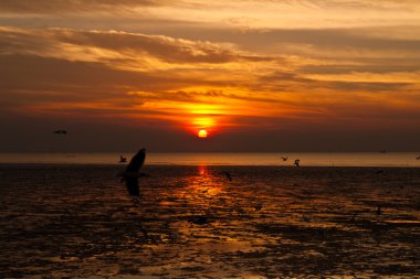 martı ile arka planda günbatımı