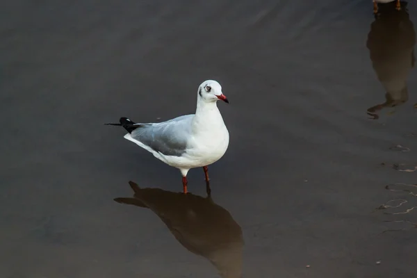 Gaviota —  Fotos de Stock