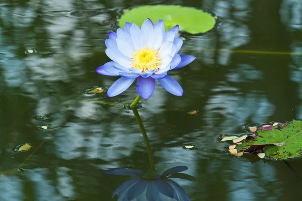 Lotus στον ποταμό — Φωτογραφία Αρχείου