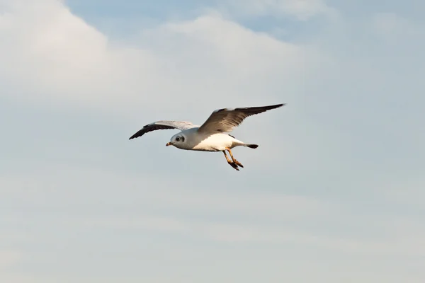 Meeuw — Stockfoto