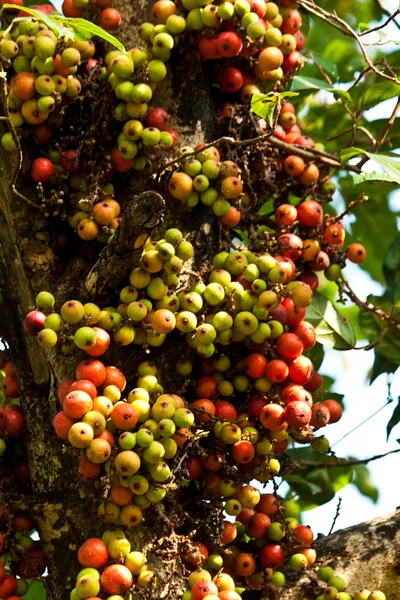 Frutas e frutas na árvore — Fotografia de Stock