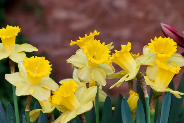 Hermosas flores de primavera —  Fotos de Stock