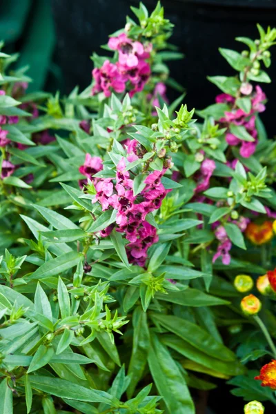 Lindas flores de primavera — Fotografia de Stock