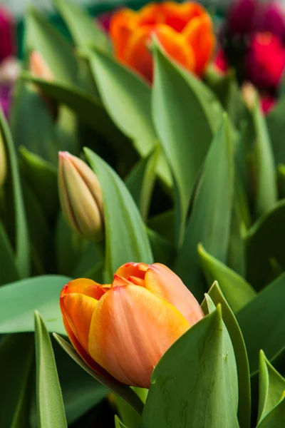 Bunte Tulpen — Stockfoto