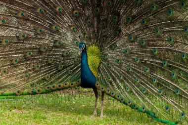 Yeşil güzel tavuskuşu