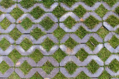 güzel yeşil çimen