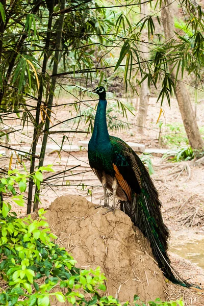 Grön vacker påfågel — Stockfoto