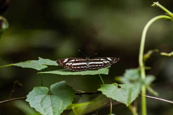 Monarchvlinder — Stockfoto