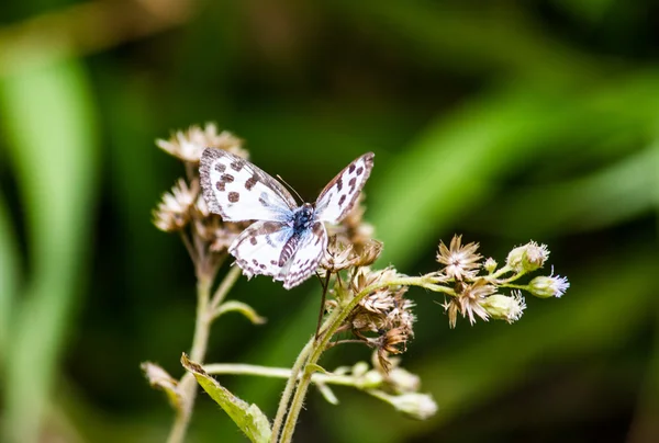 Mariposa monarca — Foto de Stock