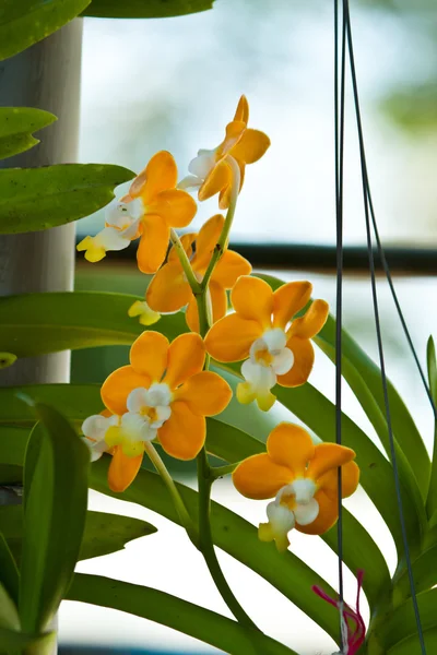 Mooie paarse orchid — Stockfoto