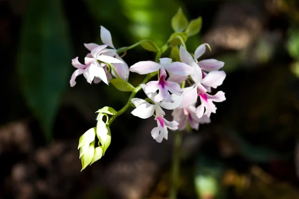 Schöne lila Orchidee — Stockfoto