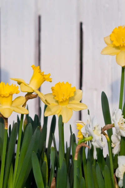 Beautiful spring flowers — Stock Photo, Image