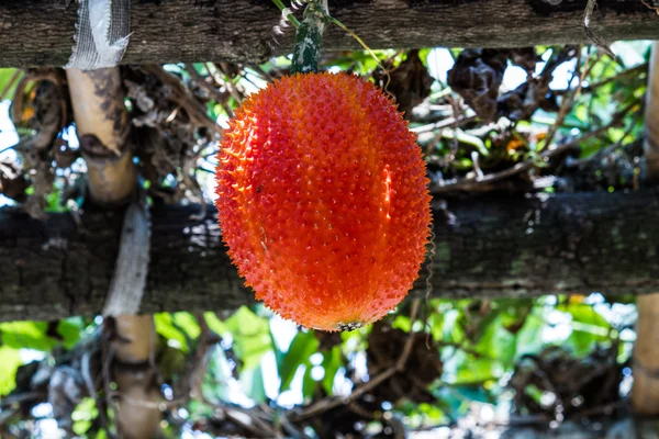 GAC owoców, dziecko jackfruit, kolczaste Gurda gorzki, słodki grourd lub c — Zdjęcie stockowe