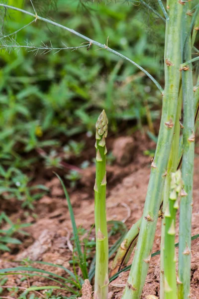 Kuşkonmaz — Stok fotoğraf