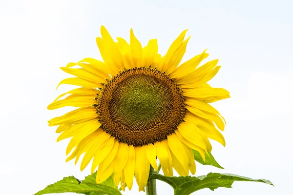 Girasole — Foto Stock