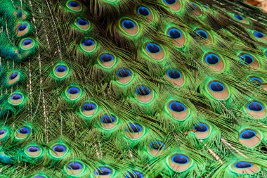 Yeşil güzel tavuskuşu