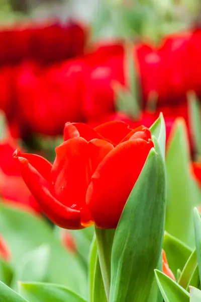 Colorful tulips — Stock Photo, Image