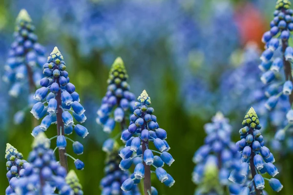 Färgglada blommor som är vackra och varierande — Stockfoto