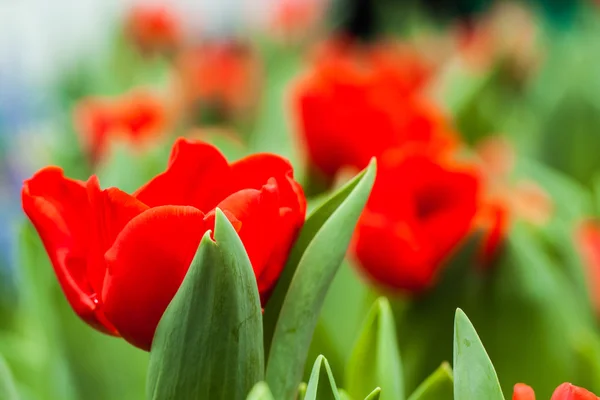 Colorful tulips — Stock Photo, Image