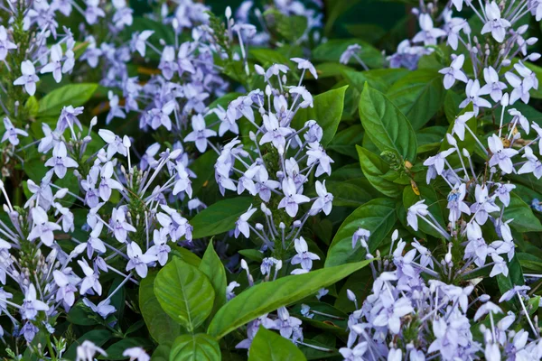 Lindas flores de primavera — Fotografia de Stock