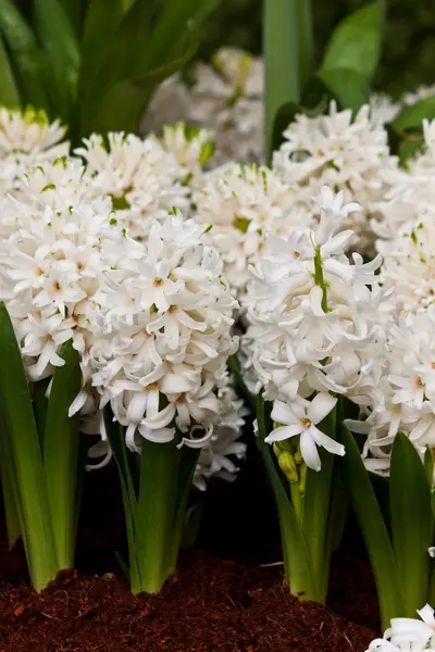 Belles fleurs printanières — Photo