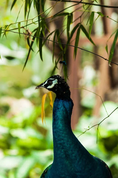 Green beautiful peacock — Stock Photo, Image