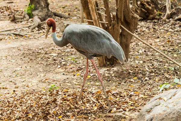 Grön vacker påfågel — Stockfoto