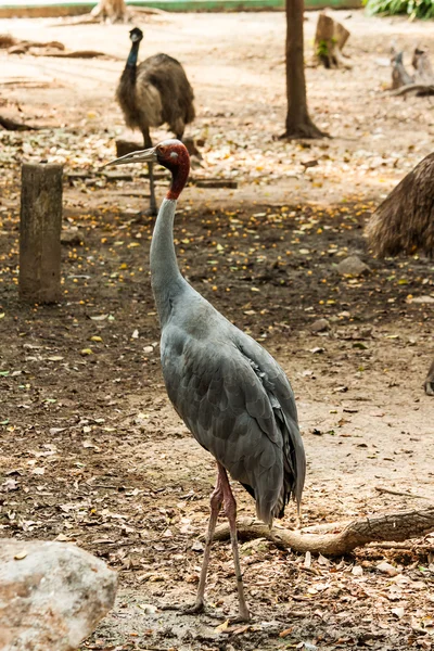 Grön vacker påfågel — Stockfoto