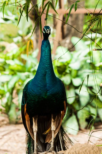 Green beautiful peacock — Stock Photo, Image