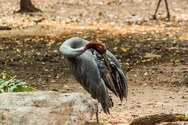 Grön vacker påfågel — Stockfoto