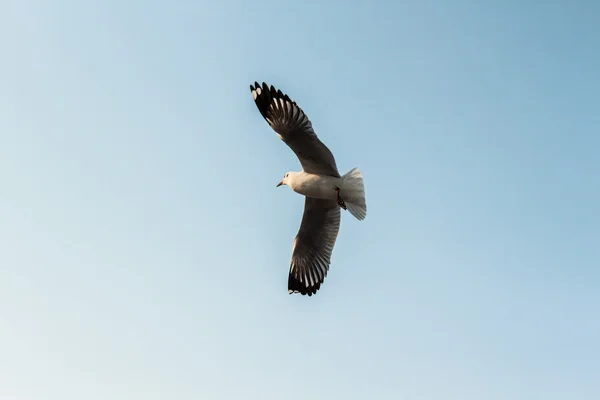 Meeuw — Stockfoto