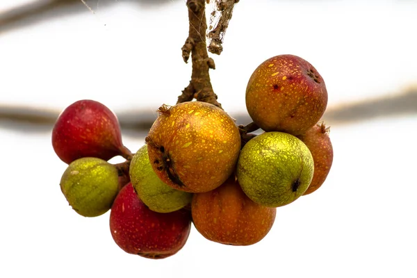 Fichi organici saporiti — Foto Stock